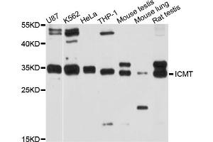Western blot analysis of extract of various cells, using ICMT antibody. (ICMT 抗体)