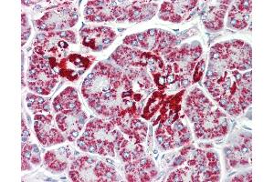 Anti-DCI / ECI1 antibody IHC staining of human pancreas. (DCI 抗体  (AA 275-302))