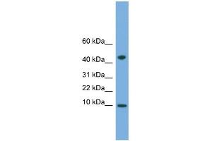 WB Suggested Anti-USMG5 Antibody Titration:  0. (USMG5 抗体  (N-Term))