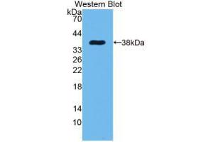 Western blot analysis of recombinant Rat EGF. (EGF 抗体  (AA 974-1026))
