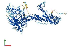 AlphaFold protein structure predicition of Mouse Recombinant Cyfip2 Protein, UniprotID Q5SQX6