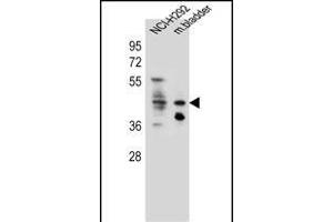 GHSR Antibody (C-term) (ABIN655816 and ABIN2845240) western blot analysis in NCI- cell line and mouse bladder tissue lysates (35 μg/lane).