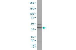 RUNX1 monoclonal antibody (M06), clone 2C10 Western Blot analysis of RUNX1 expression in Hela S3 NE . (RUNX1 抗体  (AA 210-310))