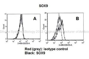 Researcher: Dr. (SOX9 抗体  (C-Term))