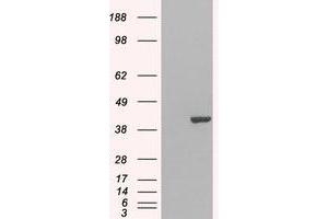 Image no. 2 for anti-GRB2-Related Adaptor Protein 2 (GRAP2) (C-Term) antibody (ABIN374093) (GRAP2 抗体  (C-Term))