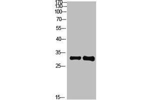 Western Blot analysis of 1,mouse-brain 2,mouse-spleen cells using primary antibody diluted at 1:1000(4 °C overnight). (KCTD7 抗体  (AA 181-230))