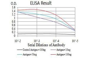 Black line: Control Antigen (100 ng),Purple line: Antigen (10 ng), Blue line: Antigen (50 ng), Red line:Antigen (100 ng) (AEBP2 抗体  (AA 358-495))