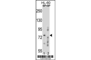 Western blot analysis of RNF40 antibody pre-incubated without (Lane 1) and with (2) blocking peptide in HL-60 lysate. (RNF40 抗体  (AA 697-725))