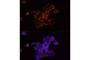 Immunofluorescence (IF) image for anti-NADH Dehydrogenase (Ubiquinone) Fe-S Protein 1, 75kDa (NADH-Coenzyme Q Reductase) (NDUFS1) (AA 80-290) antibody (ABIN7268819)