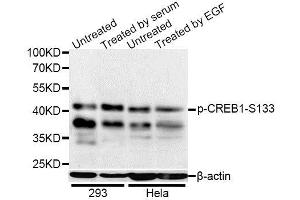 Western blot analysis of extracts of 293 and HeLa cells, using Phospho-CREB1-S133 antibody (ABIN5969880) at 1/1000 dilution. (CREB1 抗体  (pSer133))