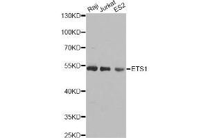Western blot analysis of extracts of various cell lines, using ETS1 antibody (ABIN5970774) at 1/1000 dilution. (ETS1 抗体)