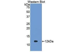 Western Blotting (WB) image for anti-Cytochrome C, Somatic (CYCS) (AA 13-99) antibody (ABIN1858584) (Cytochrome C 抗体  (AA 13-99))