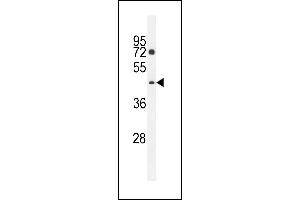D2 Antibody (C-term) (ABIN655413 and ABIN2844958) western blot analysis in K562 cell line lysates (35 μg/lane). (PM20D2 抗体  (C-Term))