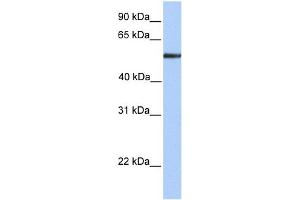 WB Suggested Anti-FUCA1 Antibody Titration: 0. (FUCA1 抗体  (N-Term))