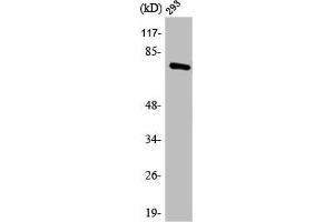 Western Blot analysis of 293 cells using Annexin VI Polyclonal Antibody (ANXA6 抗体  (N-Term))