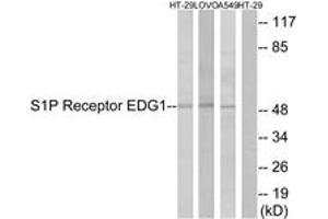 Western blot analysis of extracts from HT-29/LOVO/A549 cells, using S1P Receptor EDG1 (Ab-236) Antibody. (S1PR1 抗体  (AA 206-255))