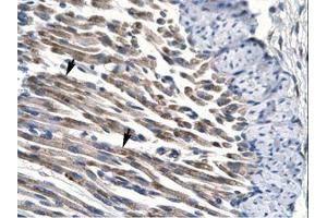 Image no. 1 for anti-Jumonji Domain Containing 8 (JMJD8) (AA 111-160) antibody (ABIN6735793) (JMJD8 抗体  (AA 111-160))