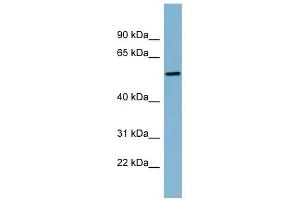 MIER2 antibody used at 1 ug/ml to detect target protein. (MIER2 抗体  (Middle Region))