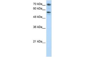 BRD7 antibody used at 0. (BRD7 抗体  (C-Term))