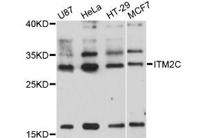 Western blot analysis of extracts of various cell lines, using ITM2C antibody (ABIN5995807) at 1:3000 dilution.
