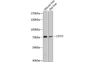 Western blot analysis of extracts of various cell lines using CSTF3 Polyclonal Antibody at dilution of 1:3000. (CSTF3 抗体)