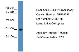 WB Suggested Anti-SERPINB8  Antibody Titration: 0.