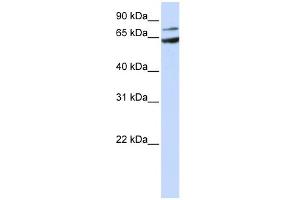 WB Suggested Anti-FZD8 Antibody Titration:  0. (FZD8 抗体  (N-Term))