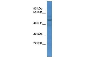 Western Blotting (WB) image for anti-Solute Carrier Family 16 (Monocarboxylic Acid Transporters), Member 3 (SLC16A3) (N-Term) antibody (ABIN928032)