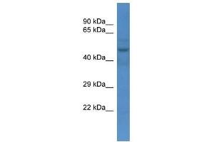Western Blot showing Slc16a3 antibody used at a concentration of 1. (SLC16A3 抗体  (N-Term))