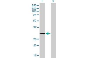 Western Blot analysis of C18orf10 expression in transfected 293T cell line by C18orf10 MaxPab polyclonal antibody. (TPGS2 抗体  (AA 1-300))