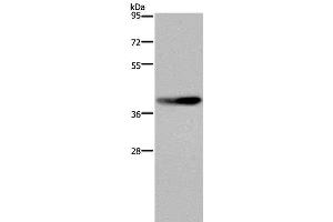 Western Blot analysis of RAW264. (DUSP4 抗体)