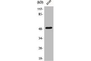 Western Blot analysis of A549 cells using Dynactin 2 Polyclonal Antibody (Dynamitin 抗体  (C-Term))
