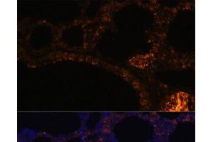 Immunofluorescence analysis of Rat lung cells using MUC2 Polyclonal Antibody at dilution of 1:100. (MUC2 抗体)