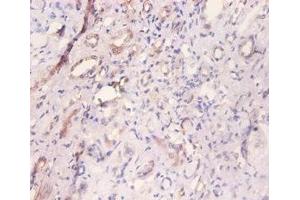 Immunohistochemistry of paraffin-embedded human kidney tissue using ABIN7160542 at dilution of 1:100
