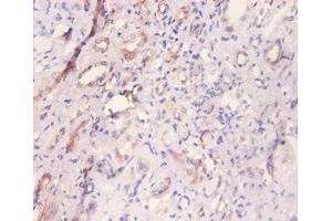 Immunohistochemistry of paraffin-embedded human kidney tissue using ABIN7160542 at dilution of 1:100 (MYL6 抗体  (AA 3-151))