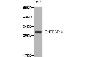 Western blot analysis of extracts of THP-1 cell line, using TNFRSF1A antibody.
