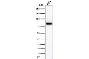 Western Blot Analysis of HeLa cell lysate using CD44 Mouse Monoclonal Antibody (156-3C11). (CD44 抗体)