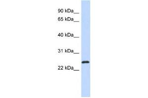 Western Blotting (WB) image for anti-Kruppel-Like Factor 16 (KLF16) antibody (ABIN2457888) (KLF16 抗体)