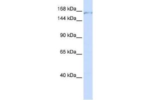 PDS5A antibody used at 1 ug/ml to detect target protein. (PDS5A 抗体)