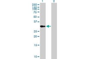 Western Blot analysis of OVOL1 expression in transfected 293T cell line by OVOL1 MaxPab polyclonal antibody. (OVOL1 抗体  (AA 1-267))