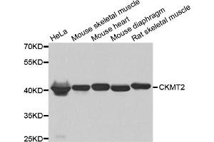 Western blot analysis of extracts of various cell lines, using CKMT2 antibody. (CKMT2 抗体)