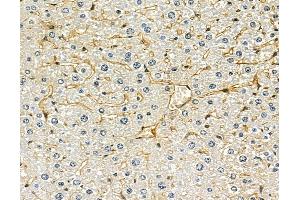 ABIN7096903 and ABIN7100969 at 1/100 staining mouse liver tissue by IHC-P. (DOLPP1 抗体)