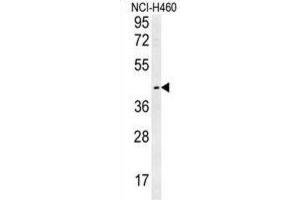 Western Blotting (WB) image for anti-Lysosomal Protein Transmembrane 5 (LAPTM5) antibody (ABIN2995513) (LAPTM5 抗体)
