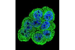 Confocal immunofluorescent analysis of DEF Antibody (N-term) (ABIN655755 and ABIN2845199) with Hela cell followed by Alexa Fluor 488-conjugated goat anti-rabbit lgG (green). (ZC3H18 抗体  (N-Term))