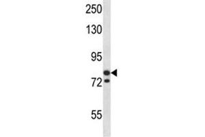 MCM3 antibody western blot analysis in SK-BR-3 lysate. (MCM3 抗体  (AA 36-64))