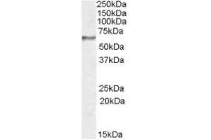 Image no. 1 for anti-Synaptotagmin I (SYT1) (Internal Region) antibody (ABIN375123) (SYT1 抗体  (Internal Region))