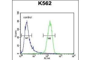 IQCJ Antibody (C-term) (ABIN654864 and ABIN2844523) flow cytometric analysis of K562 cells (right histogram) compared to a negative control cell (left histogram). (IQCJ 抗体  (C-Term))
