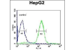 ORM1 Antibody (C-term) (ABIN390444 and ABIN2840823) flow cytometric analysis of HepG2 cells (right histogram) compared to a negative control cell (left histogram). (ORM1 抗体  (C-Term))