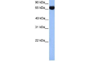 Western Blotting (WB) image for anti-Heat Shock 70kDa Protein 1-Like (HSPA1L) (C-Term) antibody (ABIN2785492)