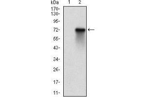 Western blot analysis using RPS6KA2 mAb against HEK293 (1) and RPS6KA2 (AA: 415-734)-hIgGFc transfected HEK293 (2) cell lysate. (RPS6KA2 抗体  (AA 415-734))